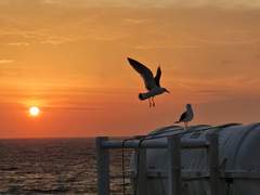 [CMS] [LC-D] 핏빛 담배연기