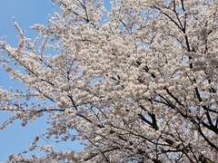 봄날의 짧은 데이트