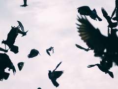 제이비어 허드슨 성인 공개 프로필