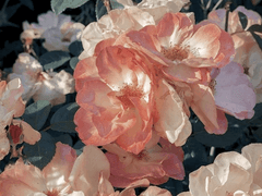 자캐 커뮤니티 연공 목록 (2)