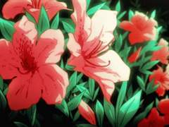 [하이큐 / 오이카와 드림 / 켄마 드림] 호랑이꽃의 꽃말은,_ 上