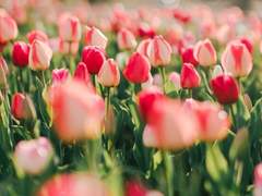 봄을 잃은,（1）