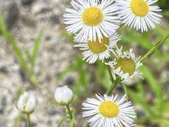 꽃의 마음으로 사랑을!