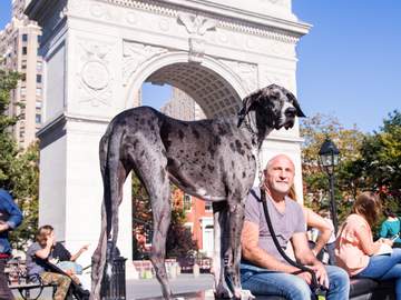 3화. 뉴욕에 사는 대형견입니다.