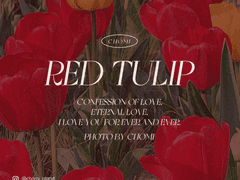 CHOMI PHOTO│Red tulip 레드 튤립 카카오톡 테마 - AND/IOS (전체공유)
