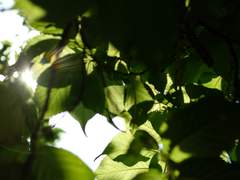 [스팁체인] 졸린 체인과 들뜬 스티븐