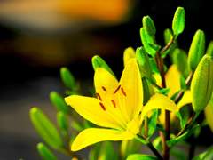 [도위소병] 망우초