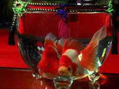 혐오스런 미츠코의 일생