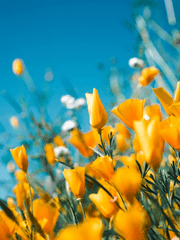 가비지타임 드림