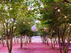 [ 제주에코랜드 ] 무료 휴대폰 배경화면