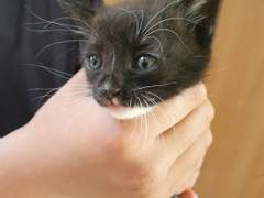 동물. 책임. 두려움.