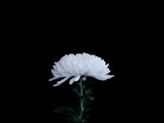 삼가 고인의 명복을 빕니다