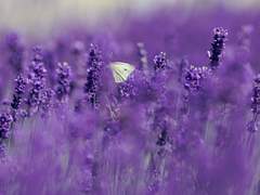 나비는 언제나 꿀을 탐한다