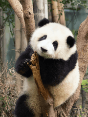 김퍄의 인생살이 에세이 등판