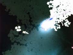 [고죠우타] 05. 우연히 만나 그대인가 분간하지도 못한 사이에 구름에 숨어버린 밤 중의 달이려나.