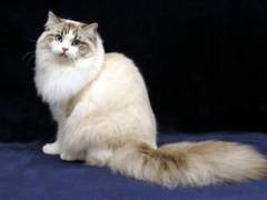 유이슬/XX/고양이