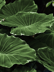 수우죽백 / 수상유