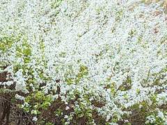 Spirea (3) 근황