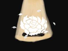 붉은 장미들 속 하얀 장미