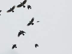 [산크히카] 동면을 부르는 주문