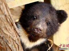 반달가슴곰 수인 이동혁을 줍게 된 건에 대하여...