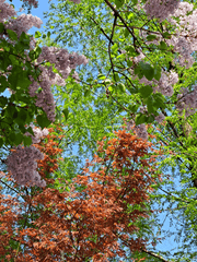 전국 고교생 납치 감금 사건 (2012~2015)