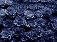 런던에서의 나흘 밤 3