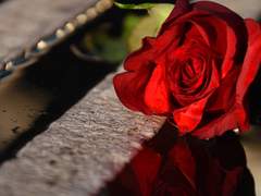 여느 날처럼 비 온 후.