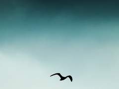 [우성태웅] 날갯짓