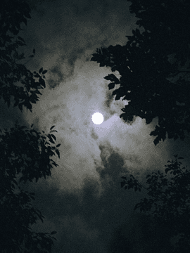 늑대 그리고 범 사이