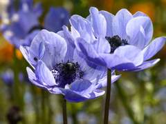 청아샤 커미션 신청 완성본