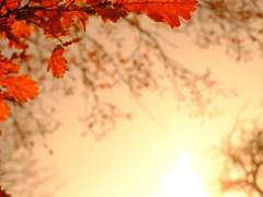 가을의 한복판에서