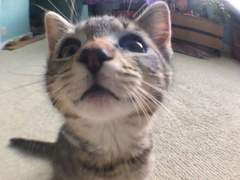 우리집 주냥이 형아를 좋아해