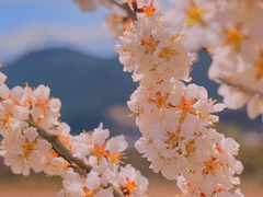 [설영자하] 왕경제일화백