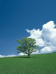 쫌쫌따리 번역쓰