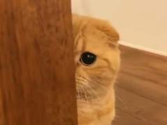 나 혼자 고양이...? 1