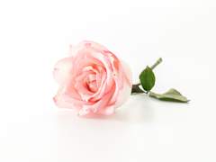 로판AU의 무언가