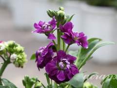 비단향나무 꽃의 꽃말을 아시는가요.