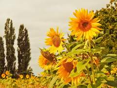 다시금 네게로 다가갈 테니까