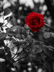 죽이고 싶을만큼 사랑스러운 붉은 실을.