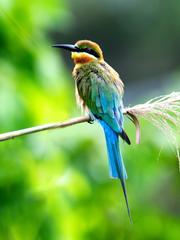 슬기로운 탐조 생활