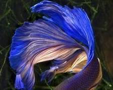 mermaid who admired sea