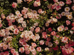 가비지타임 캐해 타로