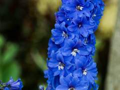 백일몽(百日夢)