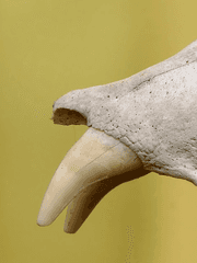 흡혈귀인데 송곳니가 없어요