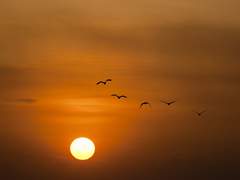 오렌지 아일랜드