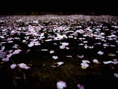 전전반측호접몽(輾轉反側胡蝶夢)