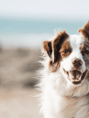 짧글 뜰팁-주 덕개(님)