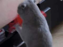 다시 태어난다면? 11