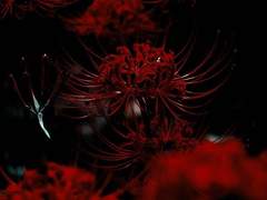 百花燎亂:백화요란